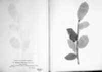 Melampsora caprearum image